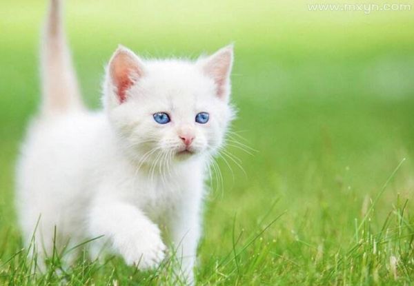 梦见小猫咪