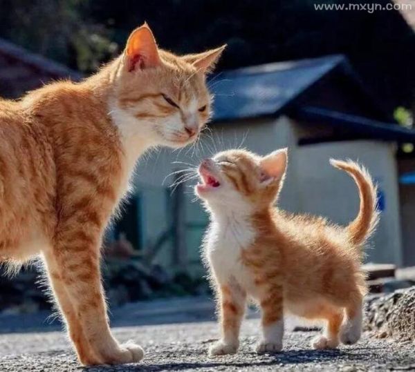 梦见小猫咪