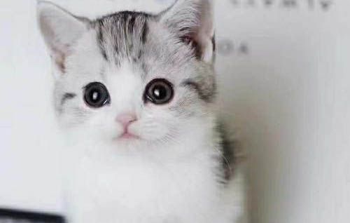 没有毛的猫咪叫什么？