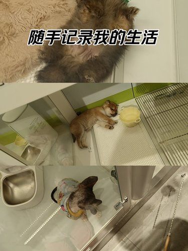 萌宠小乐园~