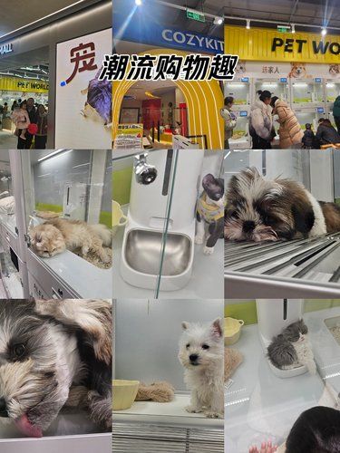 宠胖胖超级mall