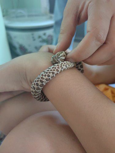 又萌又怂又可爱又没尊严的宠物蛇:猪鼻蛇