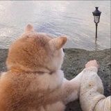 看你胖的哦