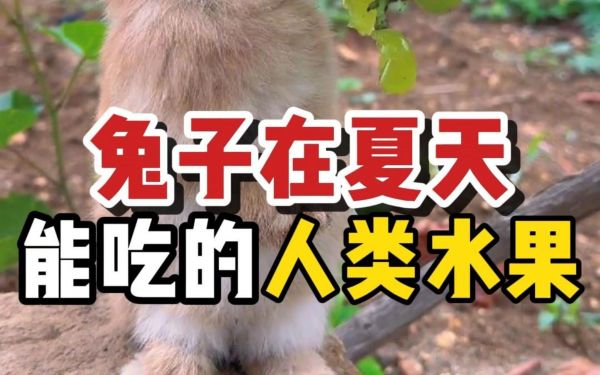 小兔子吃什么食物_小兔子吃东西的时候是怎么吃的_小兔子吃各种各样食物的视频