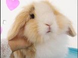 兔兔乱食要制止哦