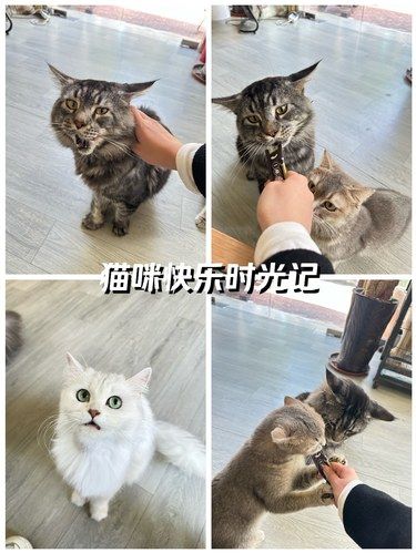独享全部猫猫的快乐