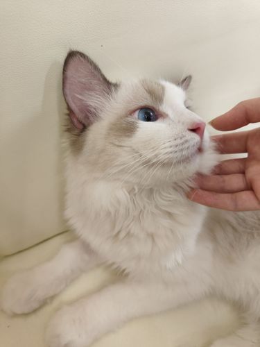 很赞的猫咖，撸猫