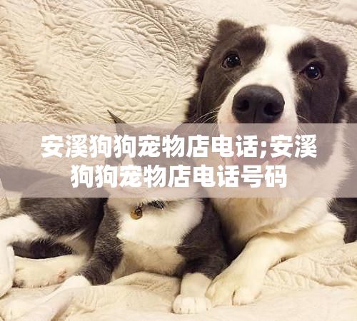 安溪狗狗宠物店电话;安溪狗狗宠物店电话号码