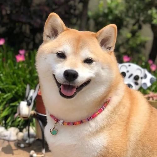 狗狗图片大全可爱头像