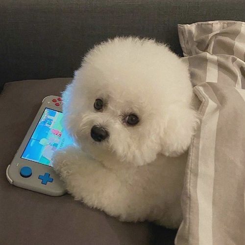 狗狗图片大全可爱头像