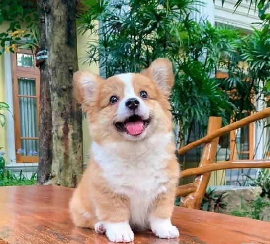 狗狗图片大全可爱头像