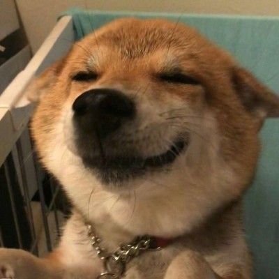 狗狗图片大全可爱头像