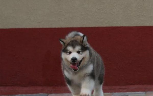 探寻单血统阿拉斯加犬的神秘（宠物狗中的“北极狼”）