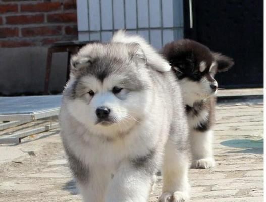 探寻单血统阿拉斯加犬的神秘（宠物狗中的“北极狼”）