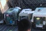 唐山宠物猫托运，上门服务快速送达