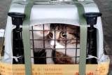 唐山猫猫托运，隔日到达一口价