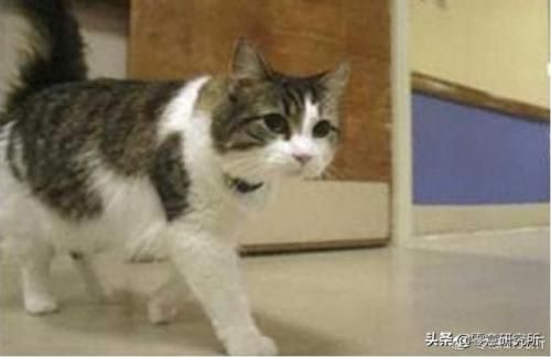 死神的宠物(死神的猫咪在哪里)插图3