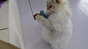 798的一家猫猫狗狗聚集地