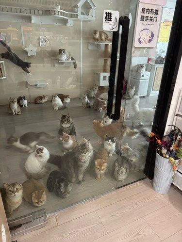 萌翻了！这家猫咪馆竟然有这么多惊喜！
