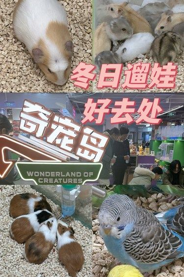 北京遛娃|上地华联撸宠好去处❗️