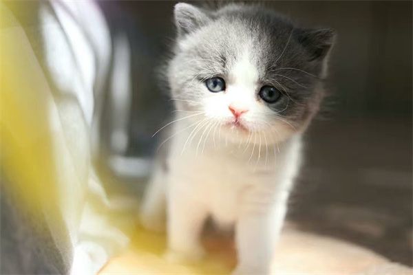 昆明安宁市银渐层猫宠物店在哪儿 | 昆明银渐层猫多少米？