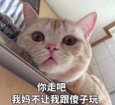 以水果给宠物猫起名
