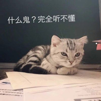 以水果给宠物猫起名