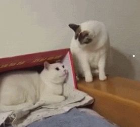 以水果给宠物猫起名