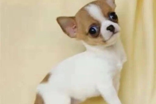 可卡犬和可卡布犬的区别(美国可卡犬图片)