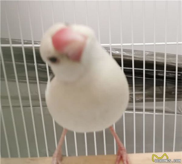 有什么适合学生养的宠物？