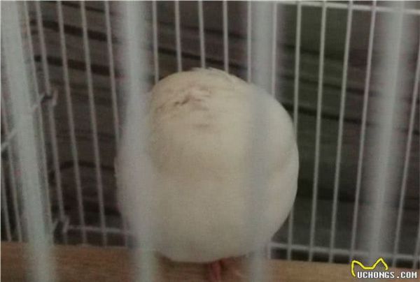 有什么适合学生养的宠物？