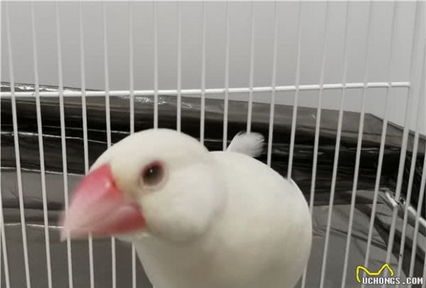 有什么适合学生养的宠物？