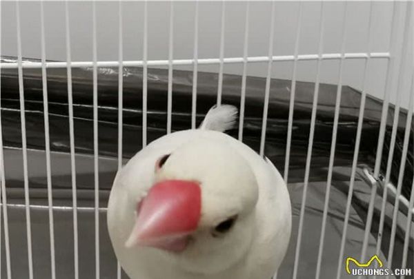 有什么适合学生养的宠物？