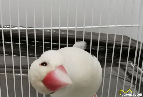 有什么适合学生养的宠物？