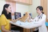 宿州猫猫医院-专业医生在线咨询
