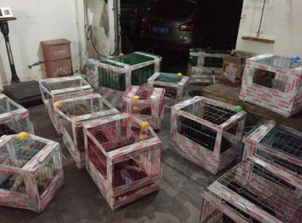 宠物怎么托运到柳州市