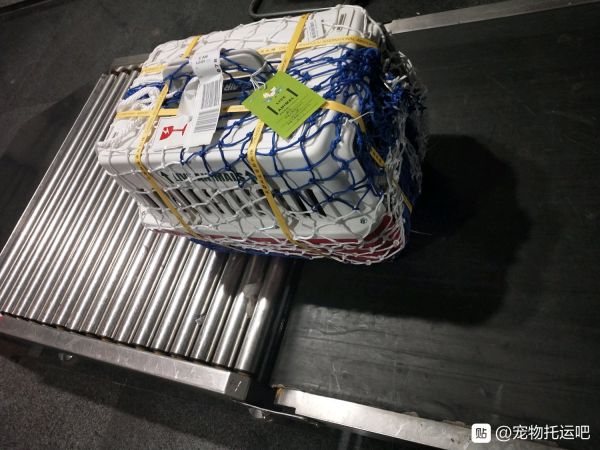 2021宠物托运柳州宠物托运 宠物托运价格咨询宠物托运价格咨询