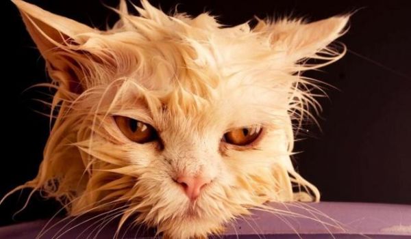 你若抛弃这3种宠物猫，就相当于送它们离开人世间