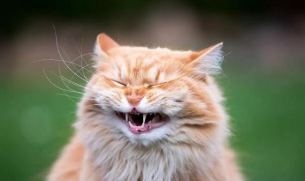 你若抛弃这3种宠物猫，就相当于送它们离开人世间
