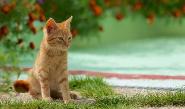 你若抛弃这3种宠物猫，就相当于送它们离开人世间