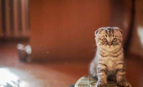你若抛弃这3种宠物猫，就相当于送它们离开人世间
