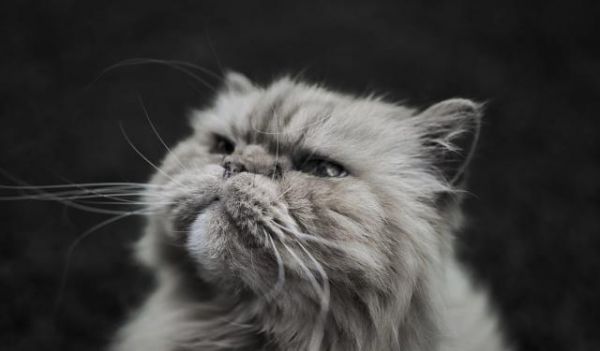 你若抛弃这3种宠物猫，就相当于送它们离开人世间
