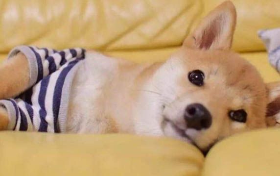 狗髌骨脱位怎么治疗