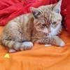 免费领养橘猫