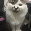 一只猫咪,找个好人家领养