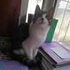 两只猫猫
