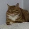 橘猫领养