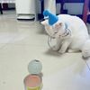 求带走一只可爱白色长毛公猫一岁