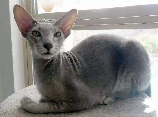 世界10大名猫，暹罗猫和孟加拉猫领衔，你最喜欢哪一个？