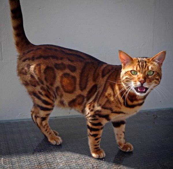 世界10大名猫，暹罗猫和孟加拉猫领衔，你最喜欢哪一个？